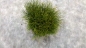 Preview: Pinus mugo mughus 20-30 cm Cont. 3 ltr.