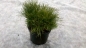 Preview: Pinus mugo mughus 20-30 cm Cont. 3 ltr.