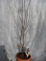 Preview: Acer pal. Atropurpureum, Roter Fächer-Ahorn 80-100 cm hoch