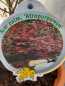 Preview: Acer pal. Atropurpureum, Roter Fächer-Ahorn 80-100 cm hoch