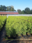 Preview: 100 Stück Thuja Lebensbaum Brabant 60-80  cm hoch