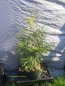 Preview: 100 Stück Thuja Lebensbaum Brabant 60-80  cm hoch