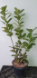 Preview: 50 Stück Kirschlorbeer Prunus Novita 40 - 60 cm hoch