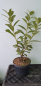 Preview: 50 Stück Kirschlorbeer Prunus Novita 40 - 60 cm hoch