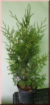 40 Stück Heckenpflanze Lebensbaum Thuja Brabant 80 - 100 cm