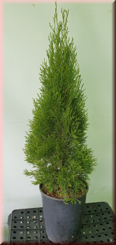 40 Stück Lebensbaum Thuja Smaragd  60 - 80 cm hoch