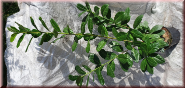 40 Stück Kirschlorbeer Prunus Novita 80-100 cm hoch