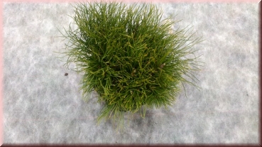 Pinus mugo mughus 20-30 cm Cont. 3 ltr.