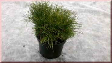Pinus mugo mughus 20-30 cm Cont. 3 ltr.