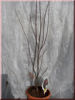 Acer pal. Atropurpureum, Roter Fächer-Ahorn 80-100 cm hoch