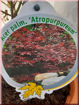 Acer pal. Atropurpureum, Roter Fächer-Ahorn 80-100 cm hoch