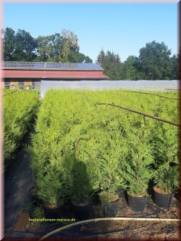 100 Stück Thuja Lebensbaum Brabant 60-80  cm hoch