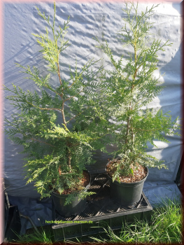 100 Stück Thuja Lebensbaum Brabant 60-80  cm hoch