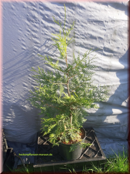 100 Stück Thuja Lebensbaum Brabant 60-80  cm hoch