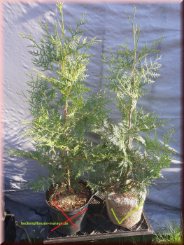 100 Stück Thuja Lebensbaum Brabant 60-80  cm hoch