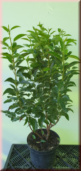Heckenpflanzen Portugiesiescher Kirschlorbeer Prunus Angustifolia 70-80 cm hoch