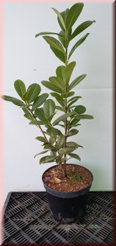 50 Stück Kirschlorbeer Prunus Novita 40 - 60 cm hoch