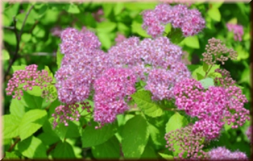 Bodendecker Zwergspiere Spiraea Little Princess und Albiflora 15-20 cm