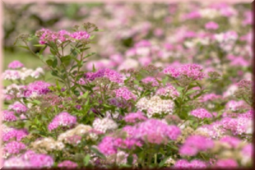 Bodendecker Zwergspiere Spiraea Little Princess und Albiflora 15-20 cm
