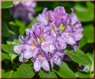 Rhododendron "Grandiflorum" 40 - 50 cm