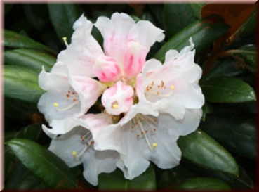 Rhododendron "Cunningham's White" 40 - 50 cm