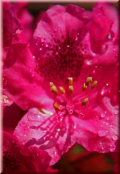 Rhododendron "Nova Zembla" 40 - 50 cm