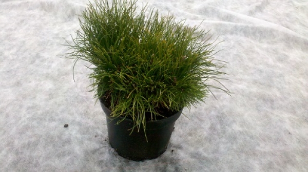 Pinus mugo mughus 20-30 cm Cont. 3 ltr.