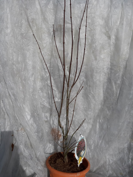 Acer pal. Atropurpureum, Roter Fächer-Ahorn 80-100 cm hoch