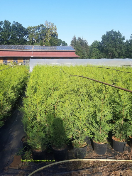 100 Stück Thuja Lebensbaum Brabant 60-80  cm hoch