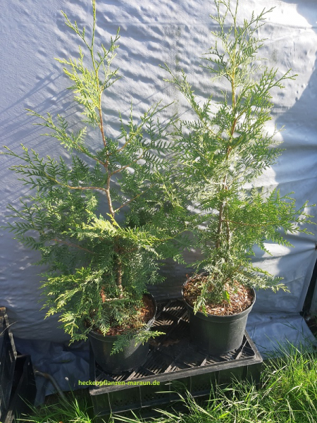 100 Stück Thuja Lebensbaum Brabant 60-80  cm hoch