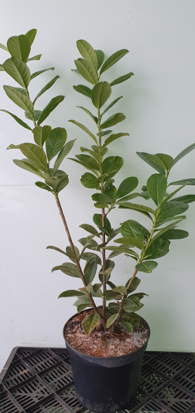 50 Stück Kirschlorbeer Prunus Novita 40 - 60 cm hoch