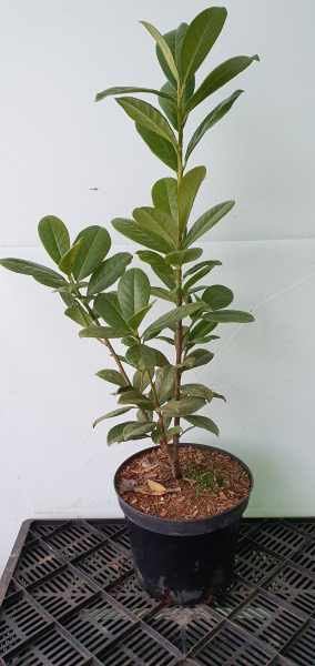 50 Stück Kirschlorbeer Prunus Novita 40 - 60 cm hoch