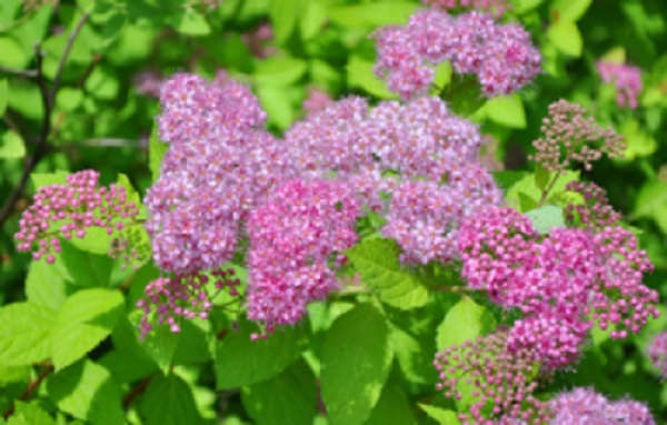 Bodendecker Zwergspiere Spiraea Little Princess und Albiflora 15-20 cm