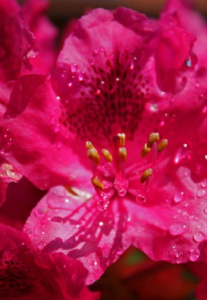 Rhododendron "Nova Zembla" 40 - 50 cm