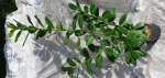 40 Stück Kirschlorbeer Prunus Novita 80-100 cm hoch