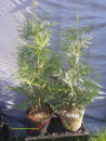 100 Stück Thuja Lebensbaum Brabant 60-80  cm hoch
