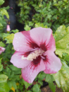 Hibiscus "Red Heart" Garteneibisch 60-80 cm hoch