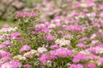 Bodendecker Zwergspiere Spiraea Little Princess und Albiflora 15-20 cm