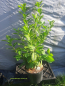 Preview: 40 Stück Kirschlorbeer Prunus Novita 80-100 cm hoch