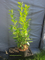 Preview: 10 Stück Kirschlorbeer Prunus Novita 80-100 cm hoch