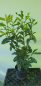 Preview: 10 Stück Kirschlorbeer Prunus l. Genolia 60 -80 cm hoch