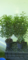 Preview: 10 Stück Portugiesiescher Kirschlorbeer Prunus Angustifolia 80 - 100 cm hoch