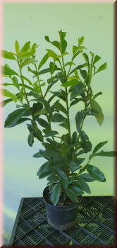 10 Stück Kirschlorbeer Prunus l. Genolia 60 -80 cm hoch