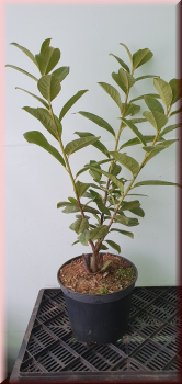 40 Stück Kirschlorbeer Prunus Novita 60 - 80 cm hoch