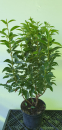 40 Stück Portugiesiescher Kirschlorbeer Prunus Angustifolia 40 - 60 cm hoch